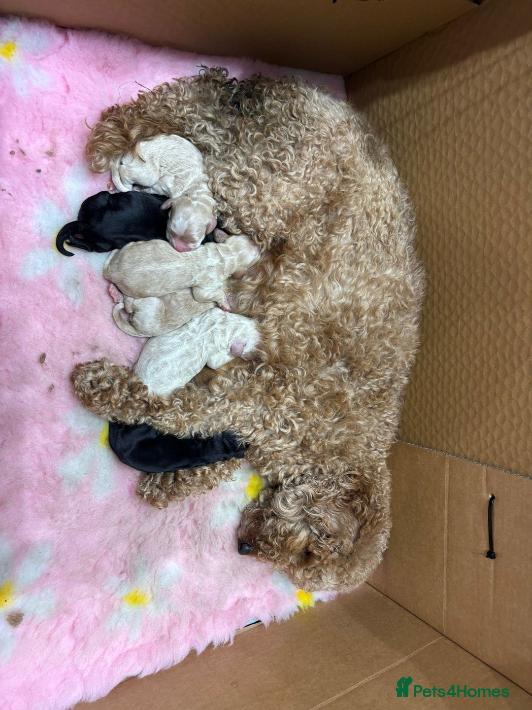 Cockapoo dogs for sale: Cockapoo puppies - Advert 14