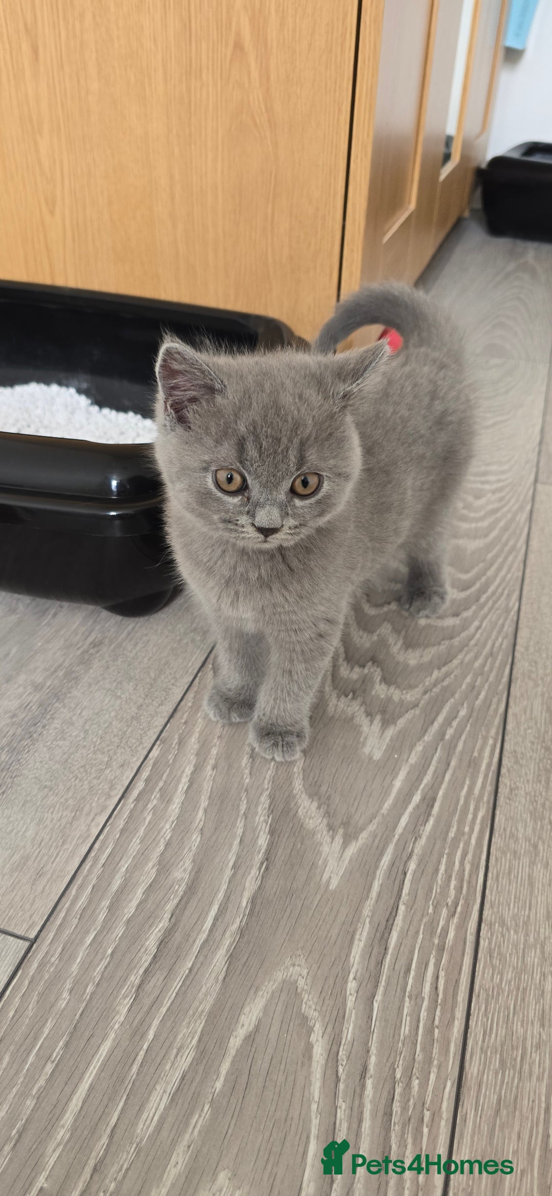 British Shorthair cats for sale: British Blue Shorthair - Image 4