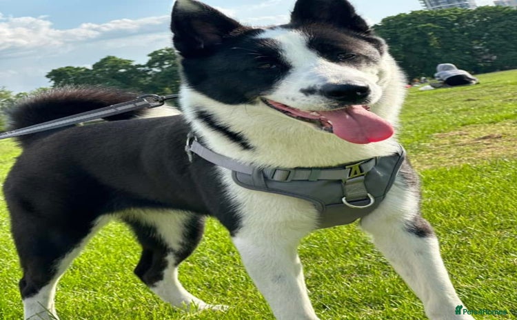 Mixed Breed dogs - Advert 1