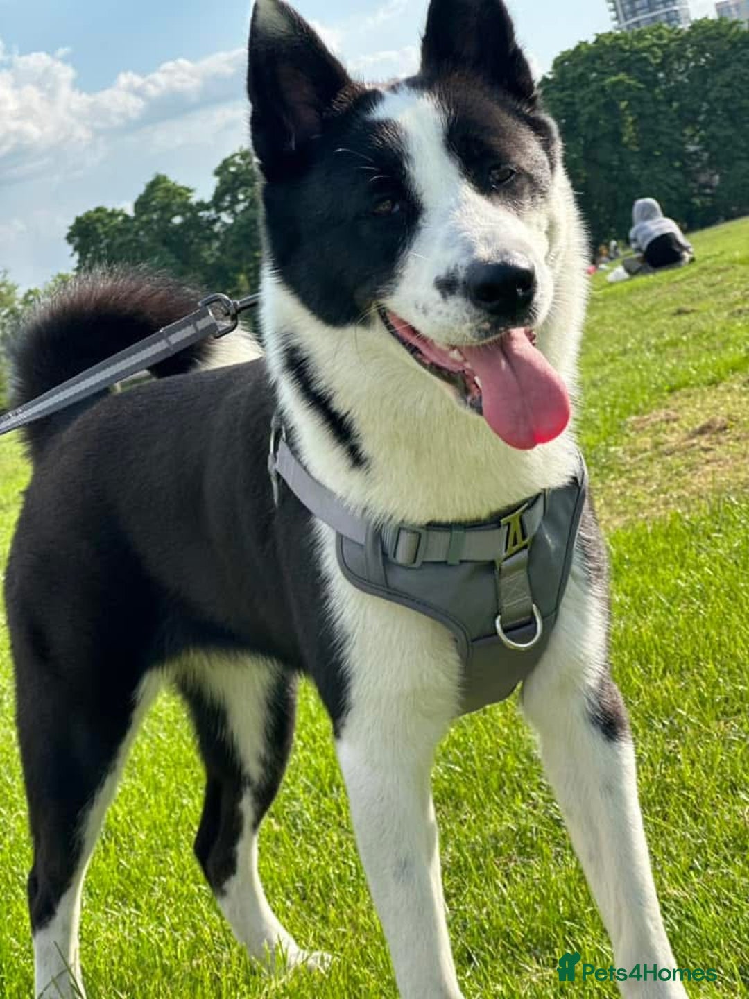 Mixed Breed dogs for sale: Lili  - Image 1
