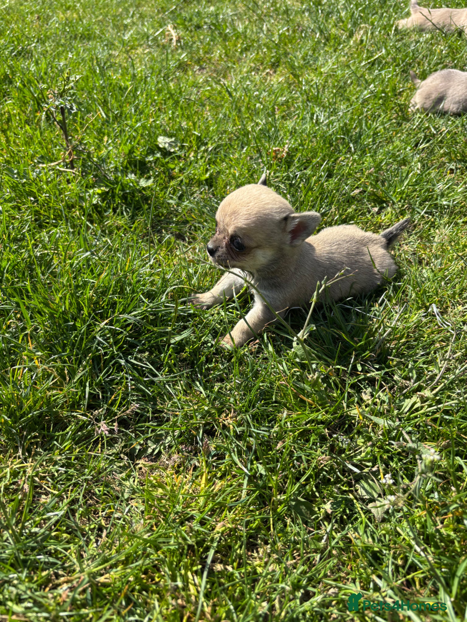 Chihuahua dogs  **  Chihuahua  - Advert 11