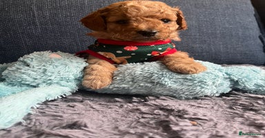 Cockapoo dogs - Advert 4
