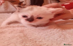 Domestic Shorthair cats for sale: Rare coloured kittens - Image 3