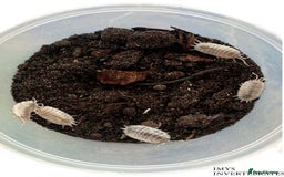 Isopods invertebrates for sale: MANY DIFFERENT ISOPOD SPECIES HAPPY TO SHIP - Image 5