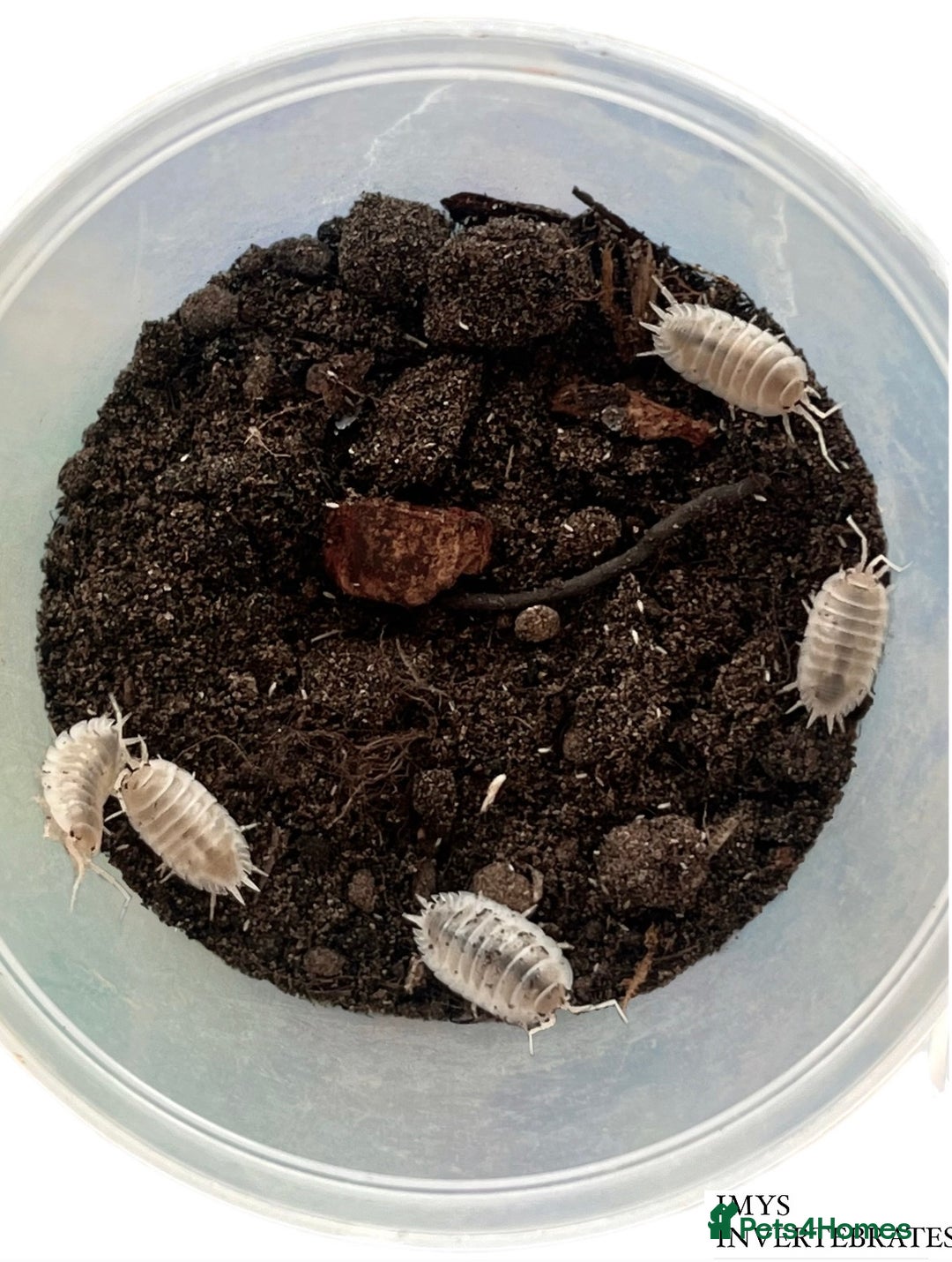 Isopods invertebrates for sale: MANY DIFFERENT ISOPOD SPECIES HAPPY TO SHIP - Image 5