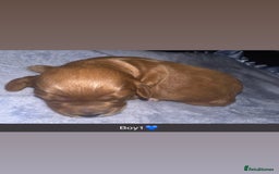 Cockapoo dogs for sale: F1B toy cockapoo - Image 2