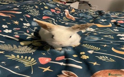 English Spot rabbits for sale: 2 Female English Spot x Lop Rabbits  - Image 8