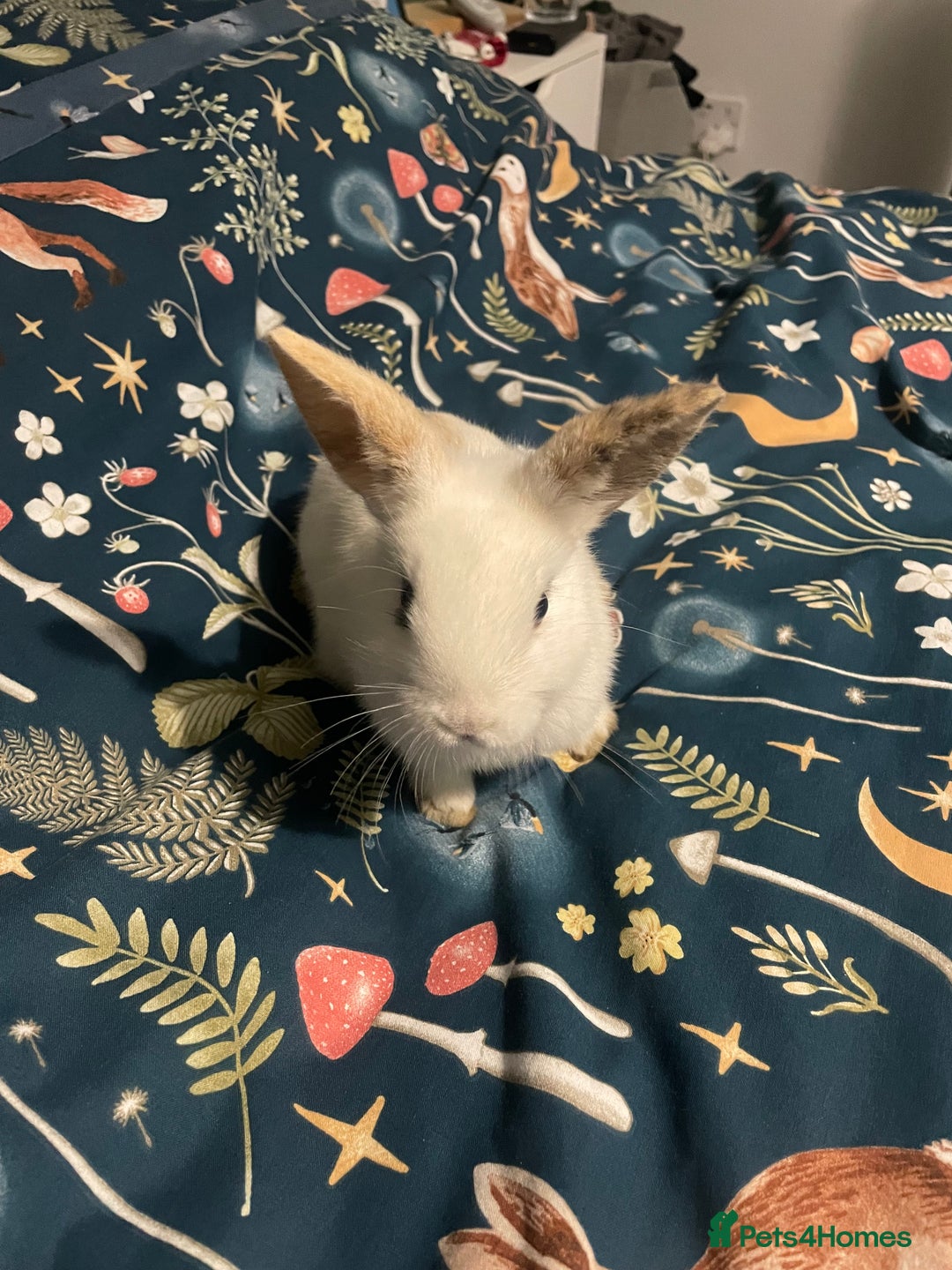 English Spot rabbits for sale: 2 Female English Spot x Lop Rabbits  - Image 8