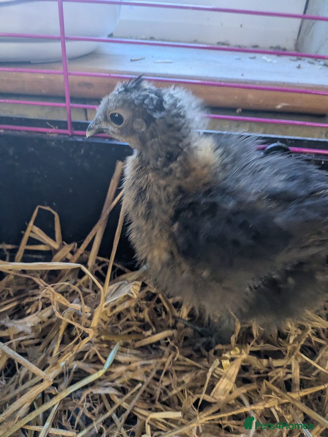 Chickens poultry for sale: Unsexed silkie chicks - Advert 5