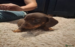 Miniature Dachshund dogs for sale: Miniature smooth haired dachshund  - Image 9