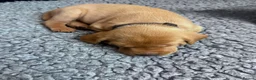 Labrador Retriever dogs for sale: KC Reg Health Tested Fox Red working line 4th Gen  - Advert 8