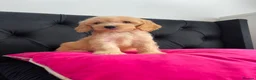 Cockapoo dogs for sale: Cockerpoo Puppies  - Advert 32