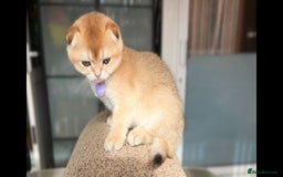 Scottish Fold cats for sale: TICA-Registered Scottish Straight/Fold Kittens  - Image 18