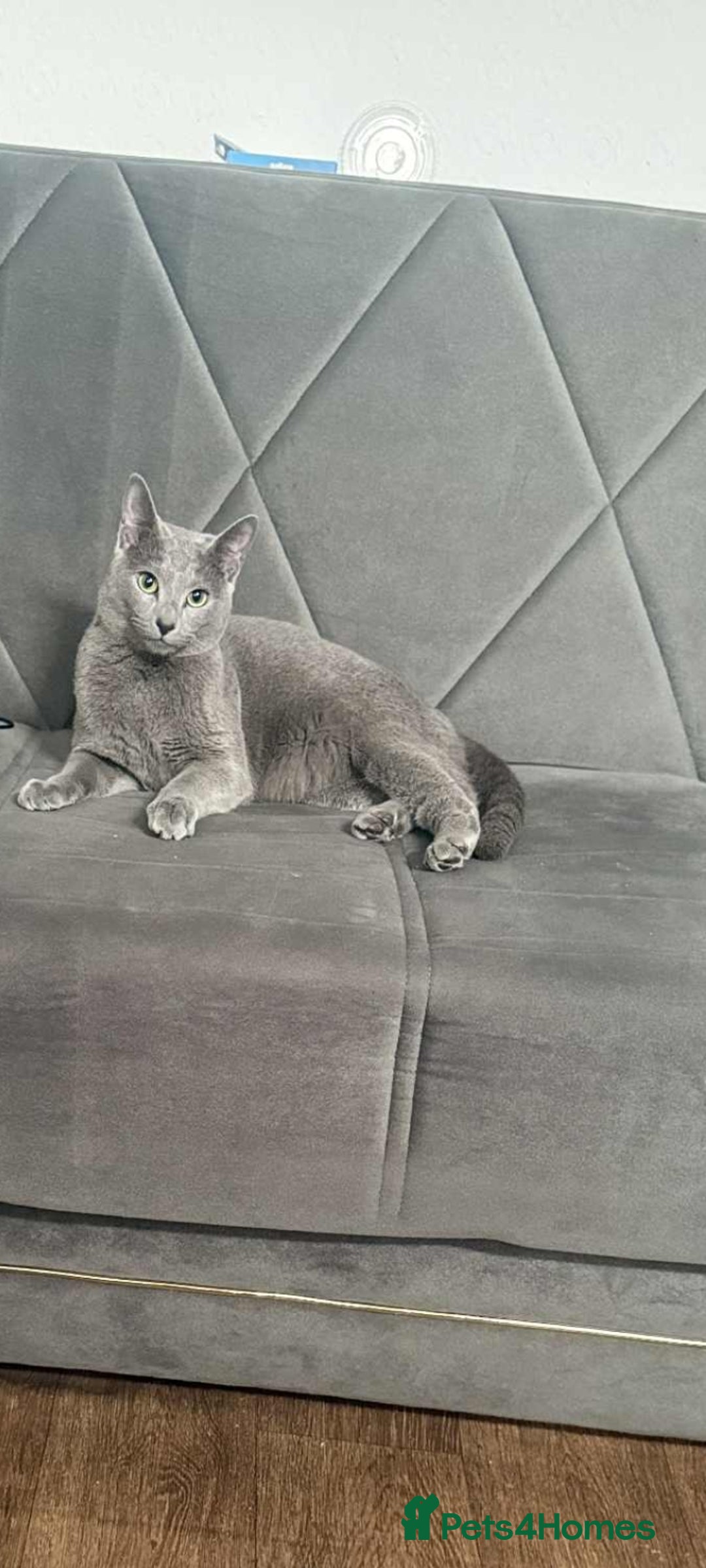 Russian Blue cats for sale: Russian blue acctive  - Advert 2