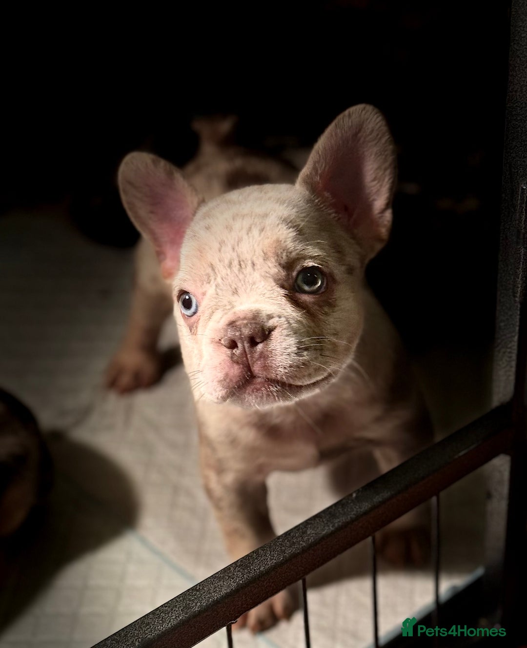 French Bulldog dogs for sale: Frenchie puppies - Advert 5