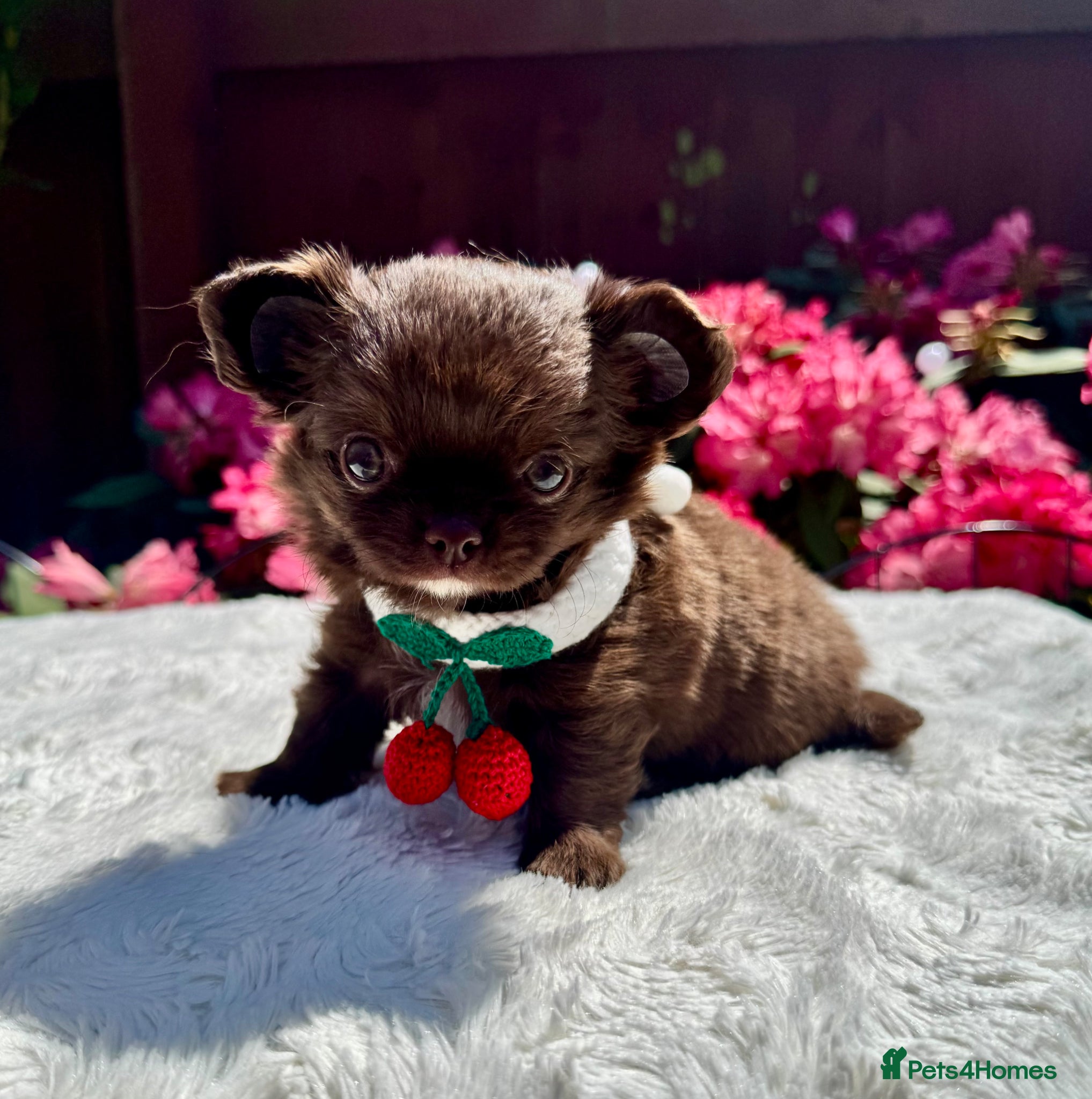 Chihuahua dogs 💙🤎 Unique KC LC Choco Chihuahuas, 2 Boys 🤎💙 - Advert 2