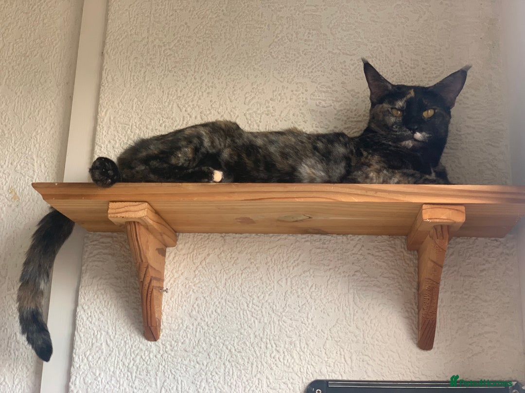 Mixed Breed cats for sale: Crossed BENGALS  - Image 29