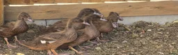 Ducks poultry for sale: Khaki campbell  - Advert 3