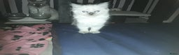 Ragdoll cats for sale: Stunning ragdolls - Advert 16