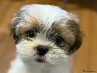 Shih Tzu dogs Beautiful Shih Tzu puppy - Advert 2