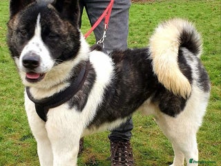 Akita dogs in Worksop - Advert 32