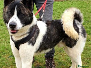 Akita dogs Prince in Worksop - Advert 8