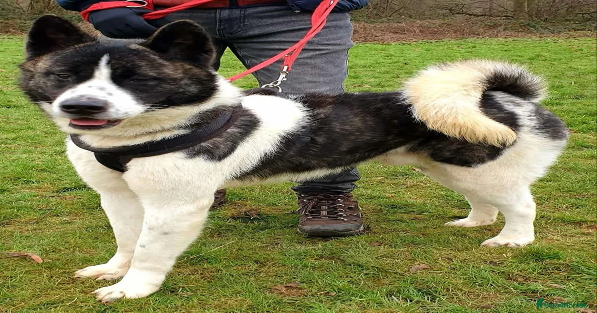 Prince for adoption in Worksop | Pets4Homes