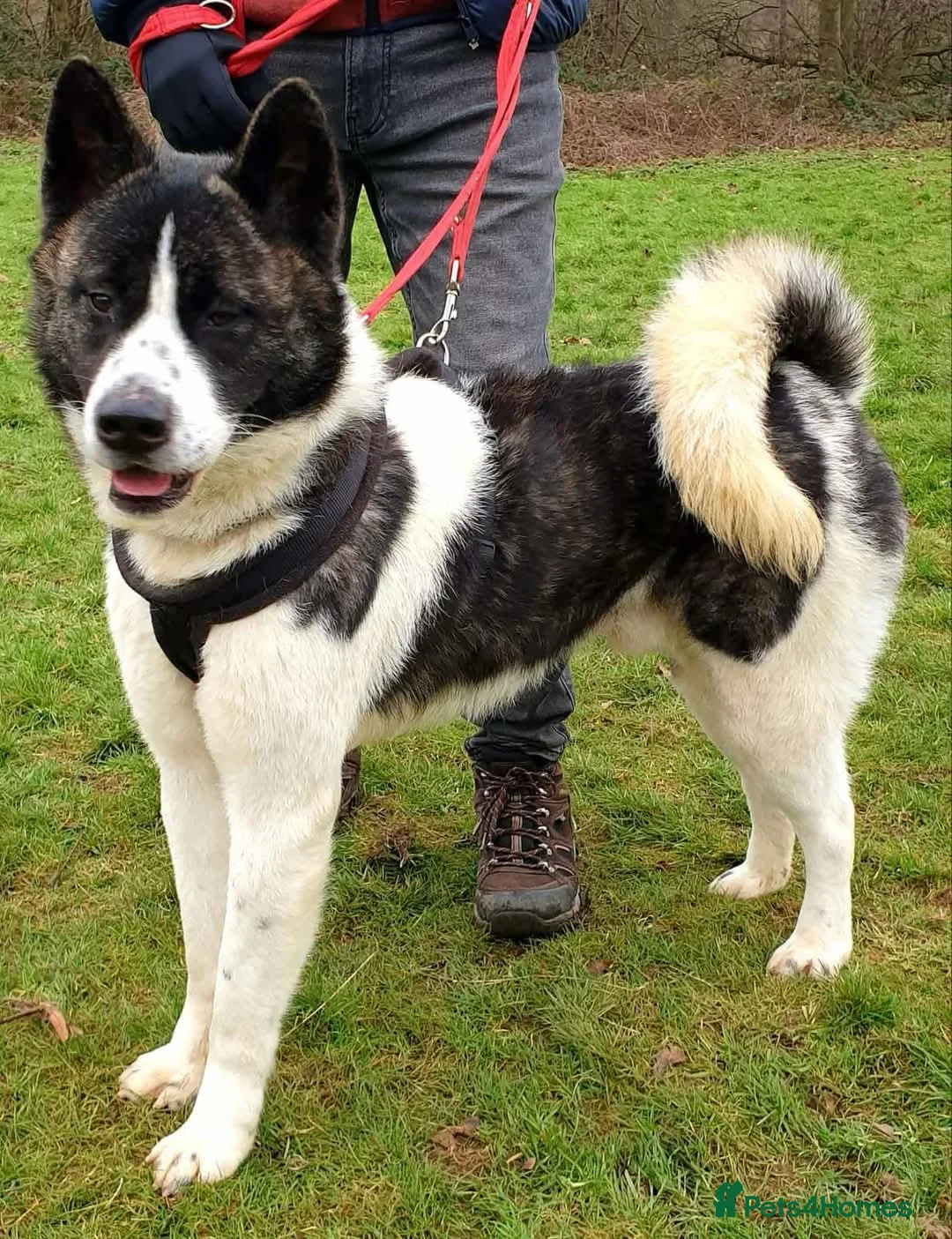Akita dogs for adoption: Prince in Worksop - Advert 1