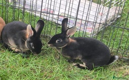 Rex rabbits for sale: Rex Rabbits 13-15 weeks - Image 3
