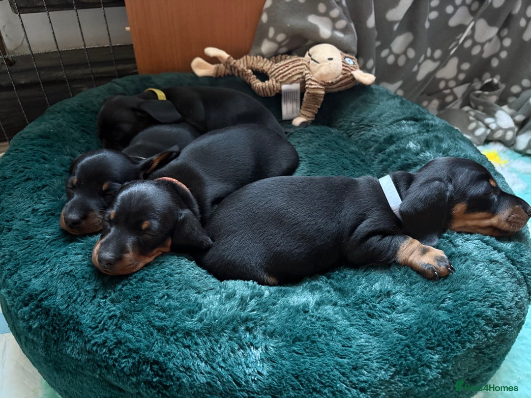 Miniature Dachshund dogs for sale: Miniature dachshund puppies 🐾 - Advert 10
