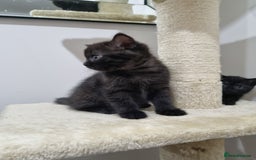 British Shorthair cats for sale: British short hair kitten  - Image 10