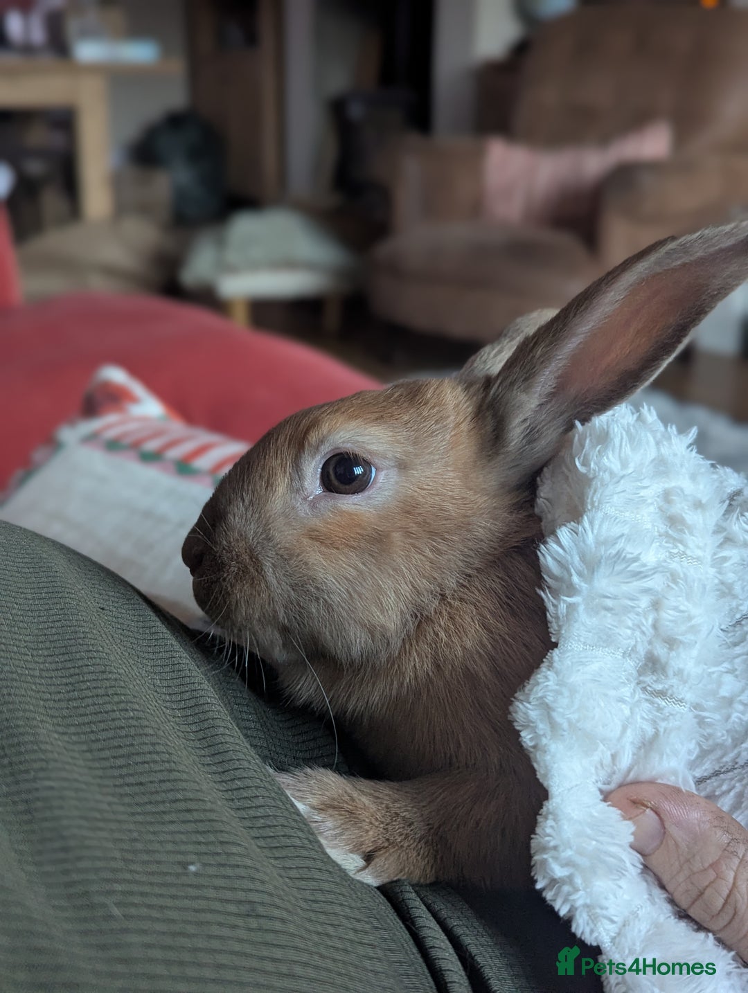 Mixed Breed rabbits for sale: Beautiful apricot rabbit - Advert 1