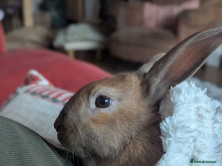 Mixed Breed rabbits Beautiful apricot rabbit - Advert 15