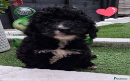 Cockapoo dogs for sale: ** BEAUTIFUL LITTER OF COCKAPOOS ** - Image 34
