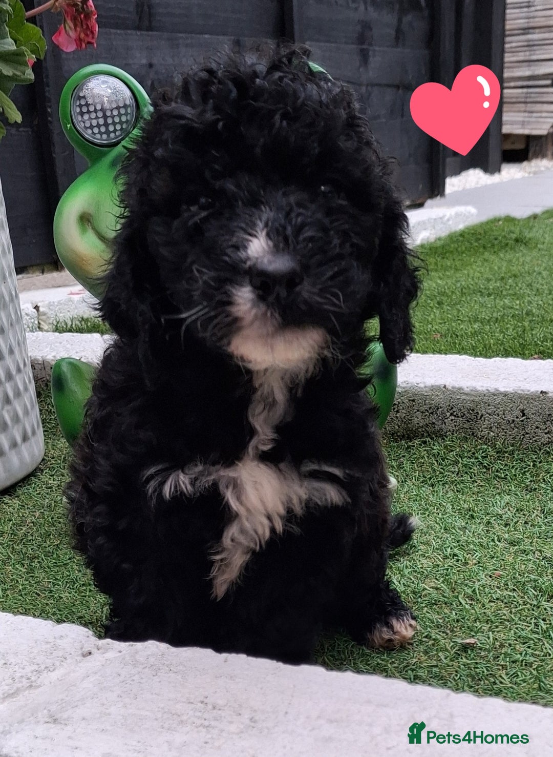 Cockapoo dogs for sale: ** BEAUTIFUL LITTER OF COCKAPOOS ** - Image 34