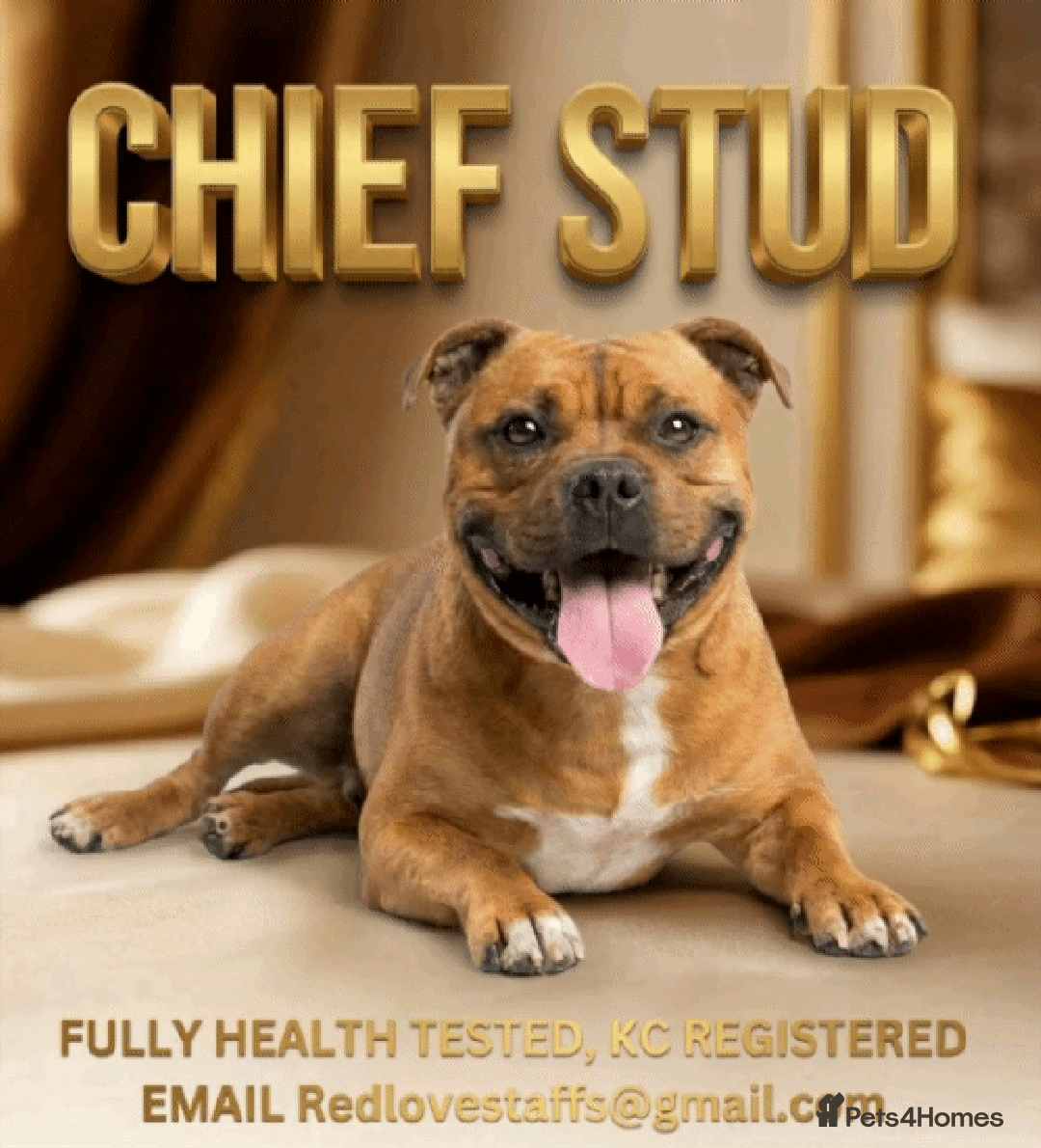 Staffordshire Bull Terrier dogs for stud:  🇬🇧RED KC PERFECTION.🇬🇧 - Advert 1