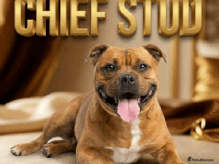 Staffordshire Bull Terrier dogs 🇬🇧RED KC PERFECTION.🇬🇧 - Advert 22