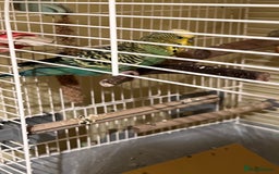 Budgerigars birds for sale: Budgie  - Advert 3