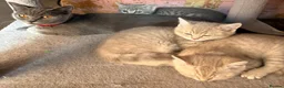 Scottish Fold cats for sale: Beautiful Scottish straights READY NOW  - Advert 24