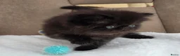 Persian cats for sale: Persian Kittens - Advert 9
