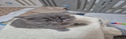 British Longhair cats for sale: Cute BLH LILAC BOY and BLH BLUE GIRL  - Advert 12