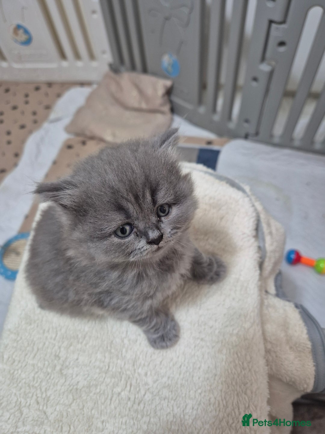British Longhair cats for sale: Cute BLH LILAC BOY and BLH BLUE GIRL  - Advert 12