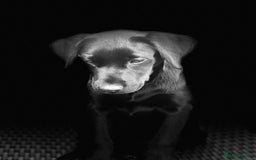 Labrador Retriever dogs for sale: KC Registered Black Labrador Pups 🐾 - Image 4