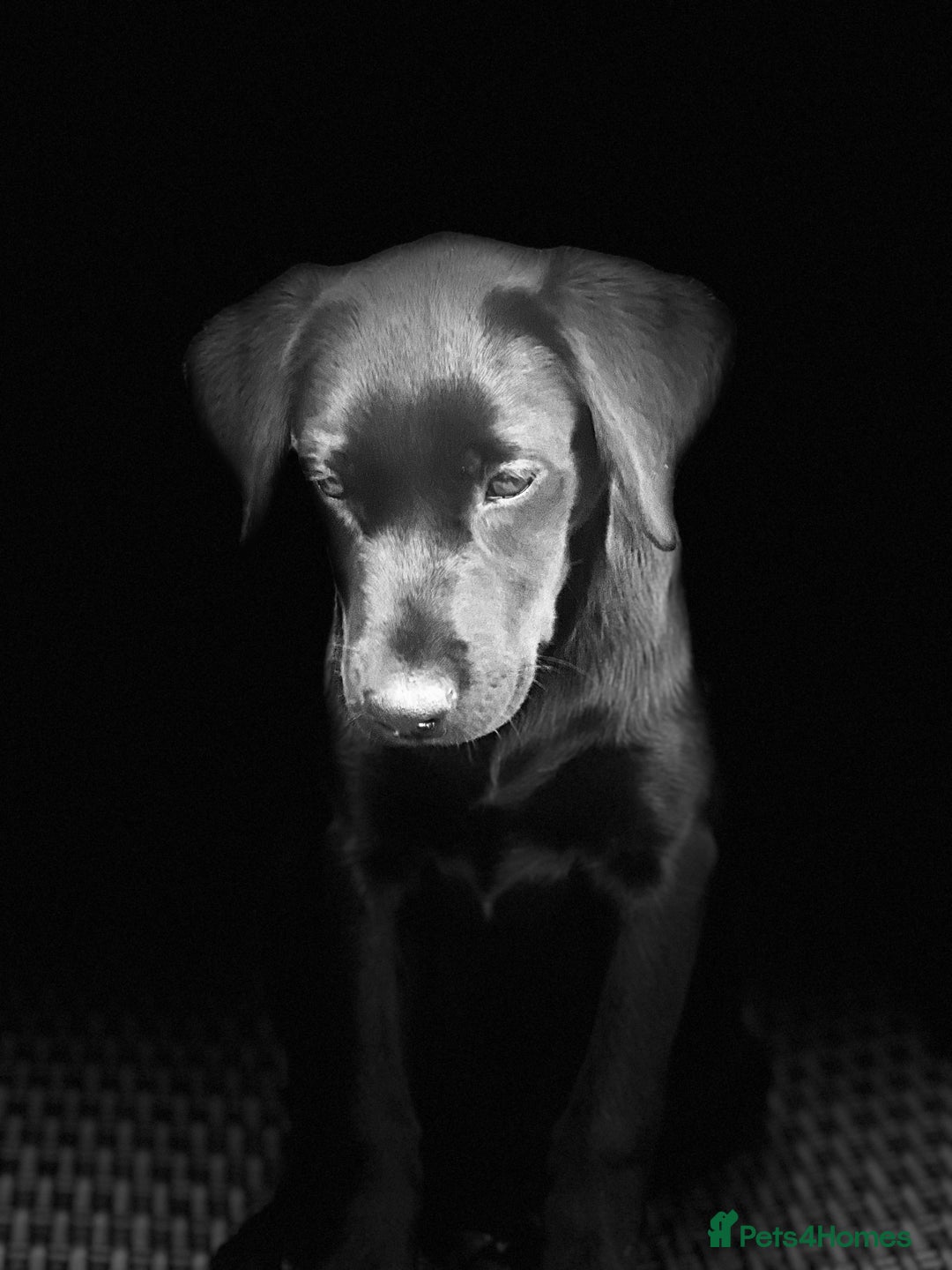 Labrador Retriever dogs for sale: KC Registered Black Labrador Pups 🐾 - Image 4