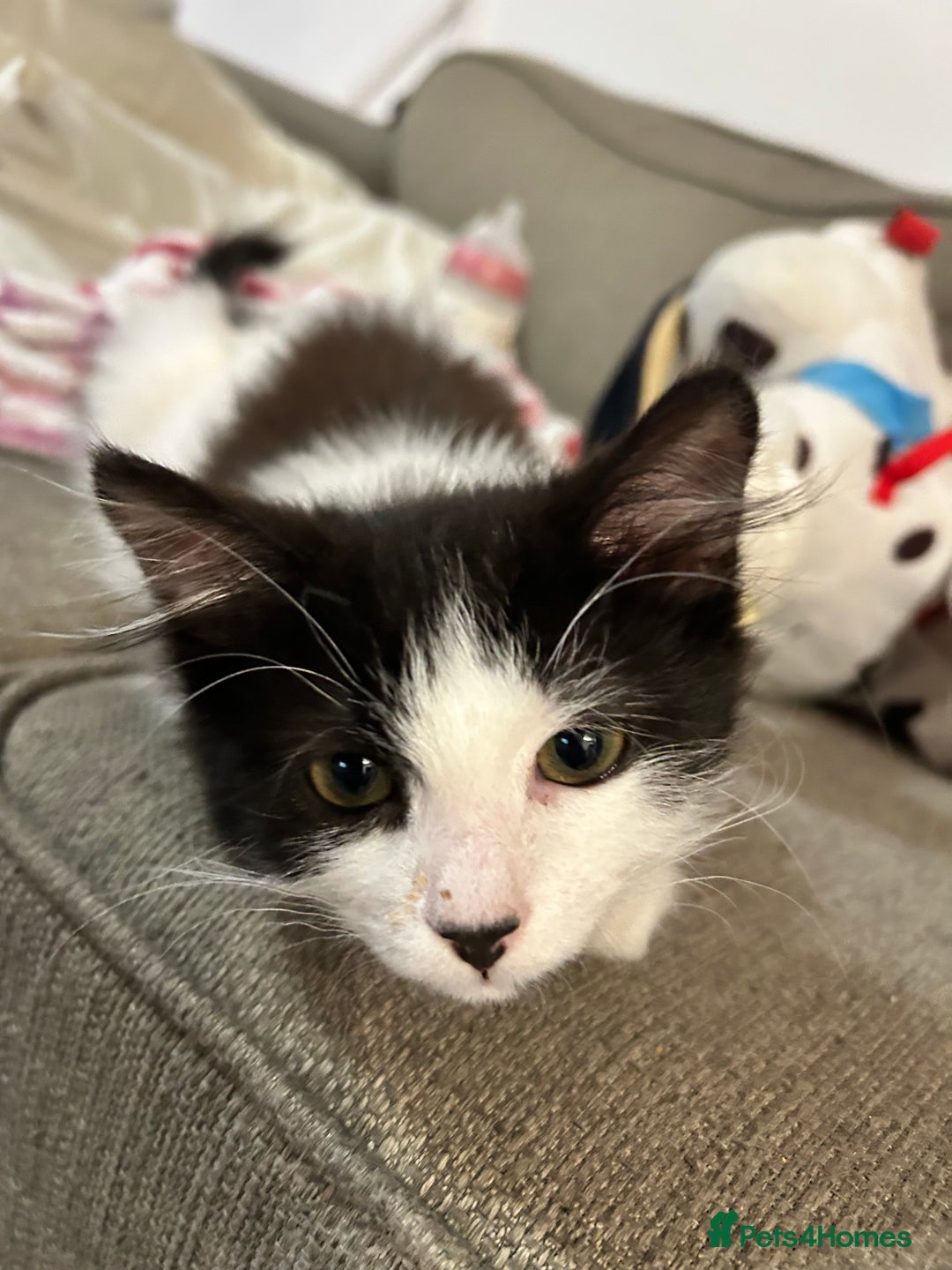 Mixed Breed cats for sale: 2’ beautiful male kittens - Advert 5