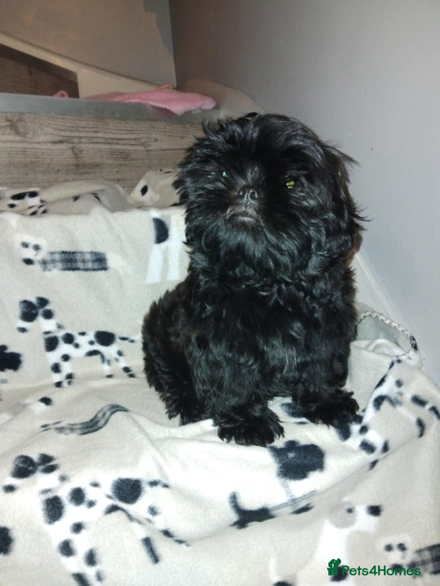 Shih Tzu dogs Beautiful shih tzu babies  - Advert 1