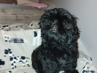 Shih Tzu dogs Beautiful shih tzu babies - Advert 5