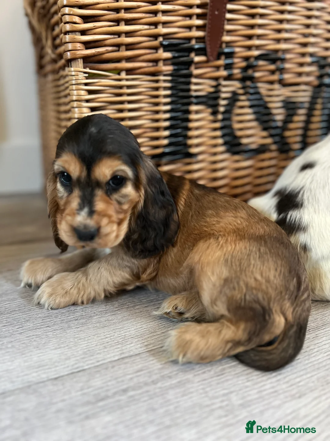 Cocker Spaniel dogs for sale: Show type Cocker spaniel puppies  - Advert 7