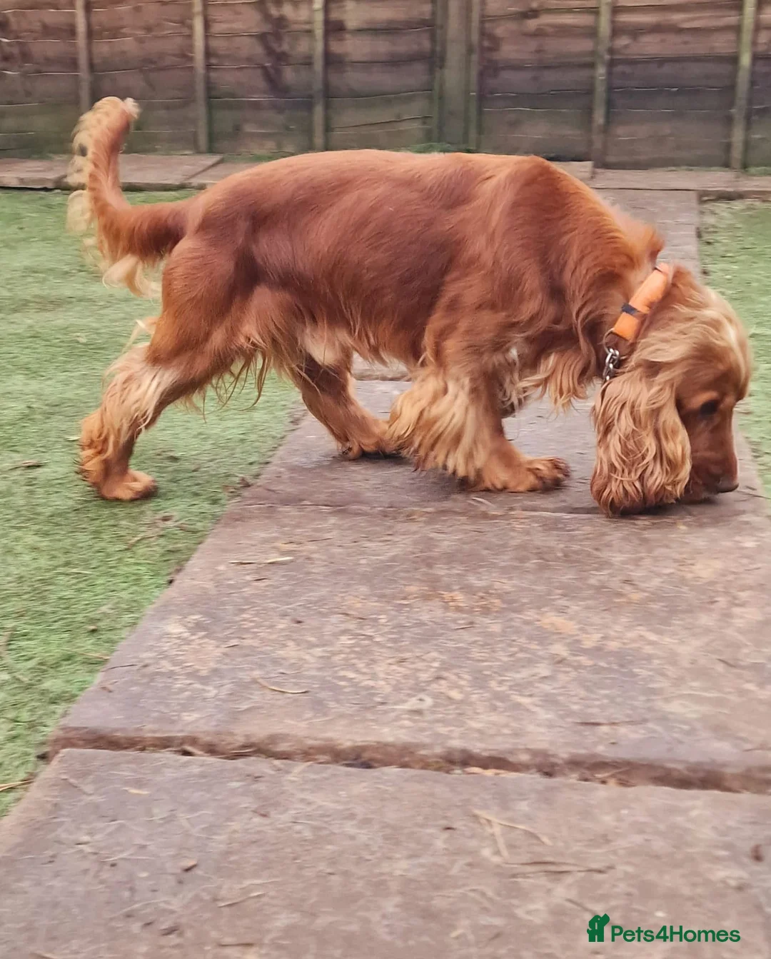 Cocker Spaniel dogs for stud: Stunning KC reg Show Cocker Spaniel for stud in Newport - Advert 12