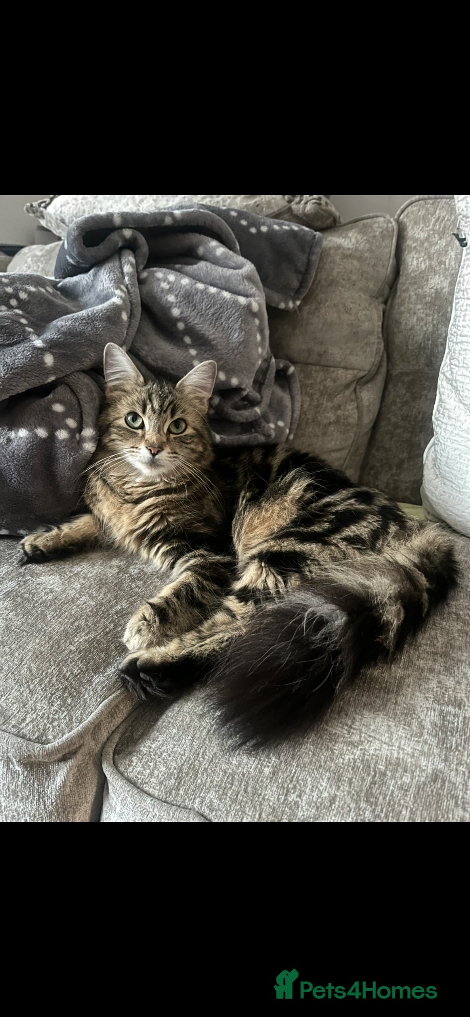 Mixed Breed cats Beautiful litter 3 left!! Ready to reserve now  - Advert 1